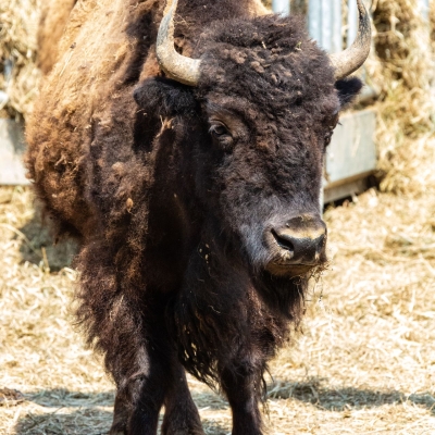 American bison (buffalo) - De Zonnegloed - Animal park - Animal refuge centre 